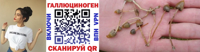 Псилоцибиновые грибы Cubensis  площадка наркотические препараты  Пушкино 